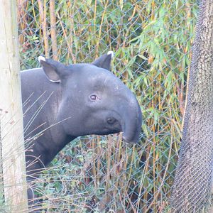 Malayan tapir