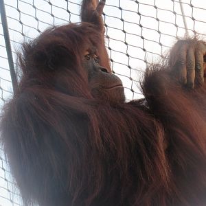 Sumatran orangutan