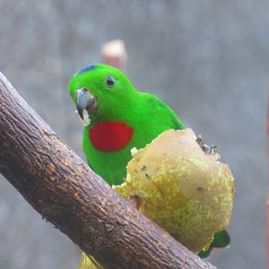Blue-crowned hanging parrot