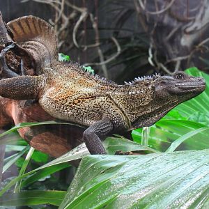 Ambon sailfin lizard