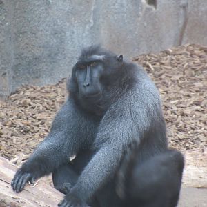 Sulawesi crested macaque