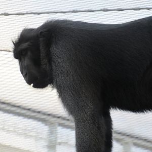 Sulawesi crested macaque