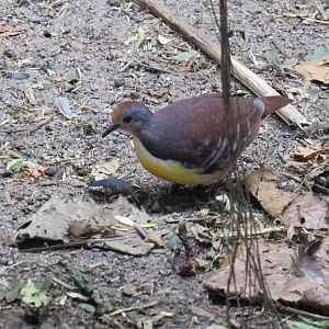 Cinnamon ground-dove