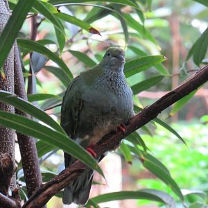 Superb fruit dove