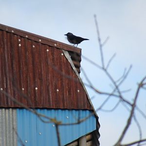 Jackdaw atop Manado Street Kitchen