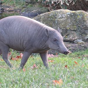 Northern babirusa