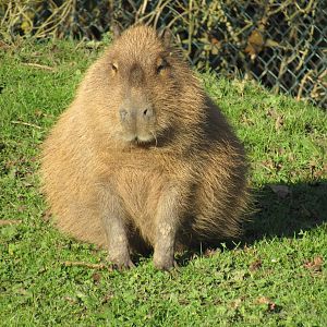 Capybara