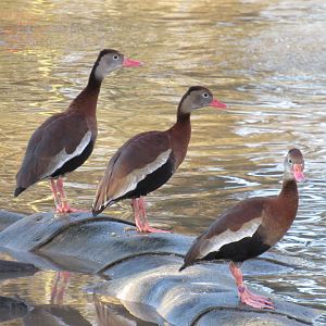 Black-bellied whistling duck