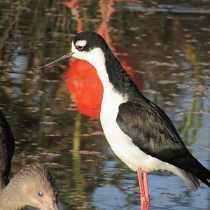 Black-necked stilt