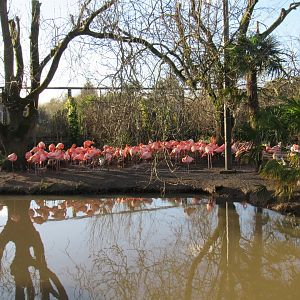 American flamingo colony