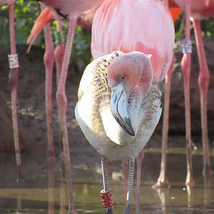 American flamingo