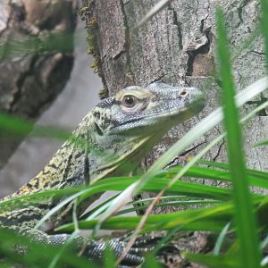 Komodo dragon juvenile