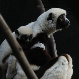 Coquerel’s sifaka baby with mother