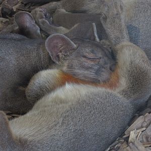Fossa cub cuddle pile