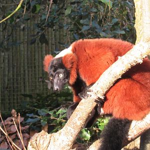 Red ruffed lemur