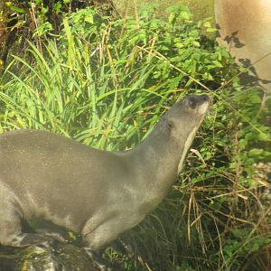 Giant otter