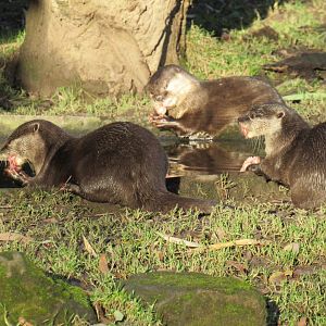 Asian short-clawed otter