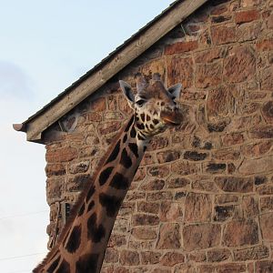 Rothschild’s giraffe