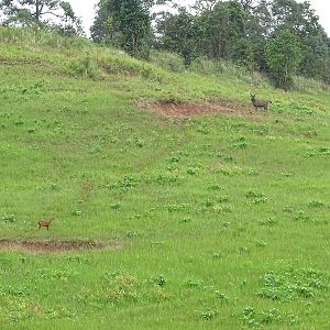 Indian muntjac and sambar deer