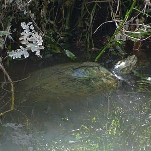 Yellow-headed turtle (Heosemys annandalii)