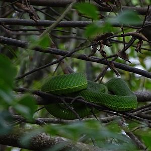 Vogel's pitviper (Trimeresurus vogeli)