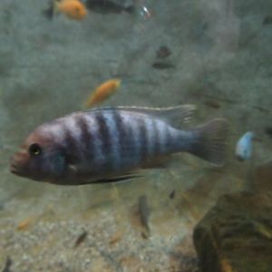 11-2023  Unidentified cichlid (1)