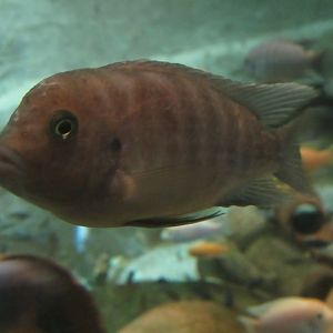11 2023 - Unidentified cichlid (2)