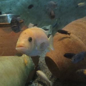 11 2023 - Unidentified cichlid (3)