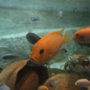11 2023 - Unidentified cichlid (4)