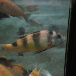 11 2023 - Unidentified cichlid (5)