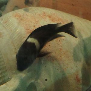 11 2023 - Unidentified cichlid (6)