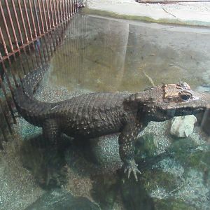 11 2023 - African Dwarf Crocodile