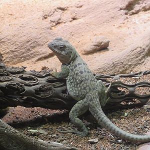 11 2023 - Collared lizard