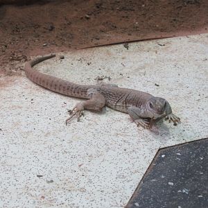 11 2023 - Desert Iguana