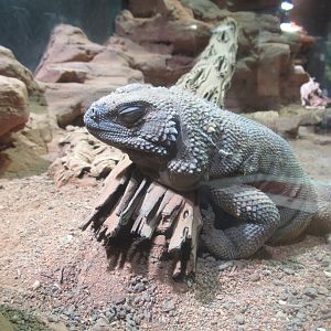 11 2023 - Chuckwalla