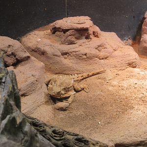 11 2023 - Desert Horned Lizard
