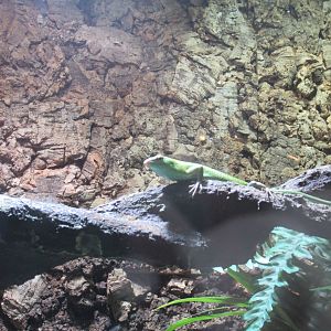 11 2023 - Emerald Tree Skink