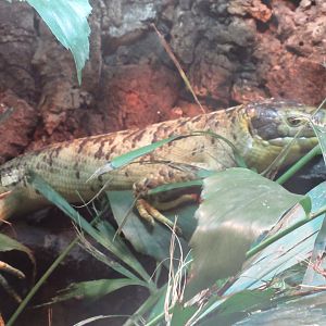 11 2023 - Solomon Islands Skink