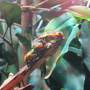 11 2023- Congo chafer beetle