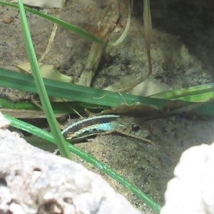 11 2023 - San Francisco garter snake
