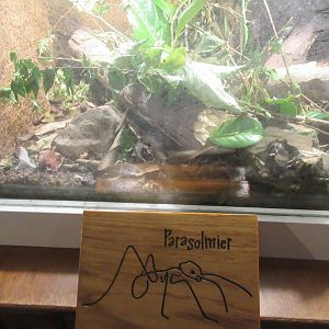 11 2023 - Leaf cutter ant enclosure