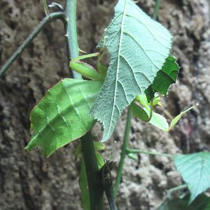 11 2023 - Giant Malaysian Leaf insect