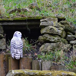 Snowy owl