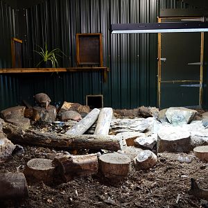 Six-banded armadillo house