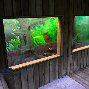 New bush dog enclosure on-show indoor area.