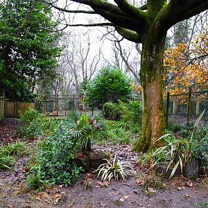 Cassowary enclosure in winter.