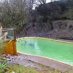 Penguin pool