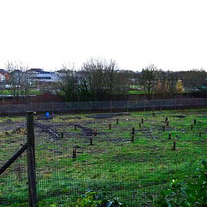 Work in chimp enclosure.