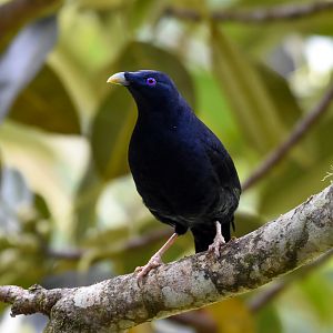 Satin Bowerbird