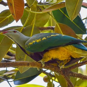 Wompoo Fruit-Dove